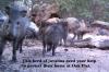 Javalina plea